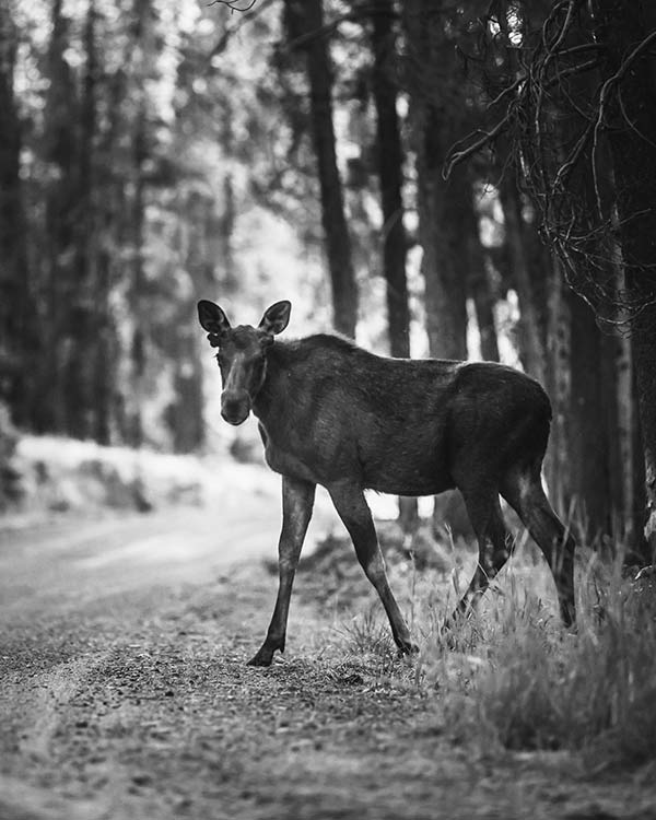 03-The-Ranch-Wilflife-Viewing-Experience-Montana-USA