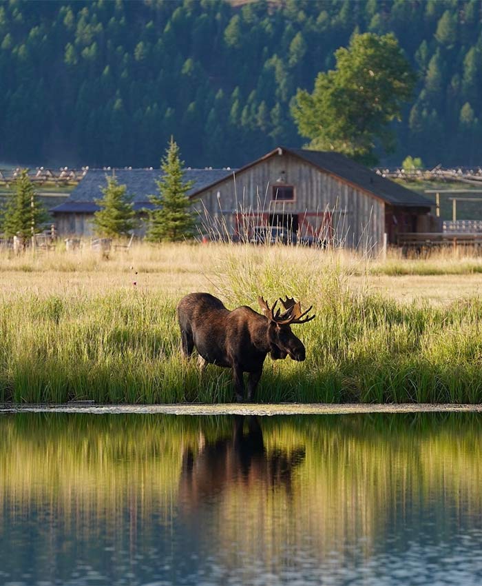 Wildlife viewing experience Montana, USA